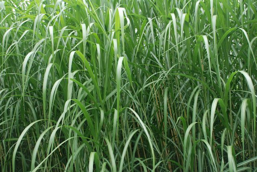 com http://www.miscanthus.
