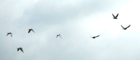 Madarak út közben A postagalambok tájékozódását a mai napig nem sikerült megfejteni, valószínűleg elsősorban a Nap állását és a Föld mágneses mezejét használják fel repüléseik során, de sok minden