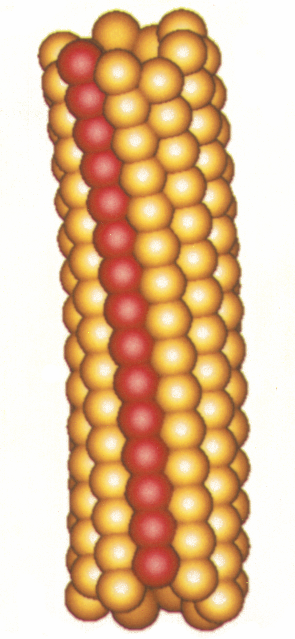 a.) b.) c.) 5.1.5.-3. ábra: a.) A Salmonella typhimuriumból származó flagellinmolekulák atomi szerkezete. b.) Flagelláris filamentumokban e flagellin alegységek koncentrikus c) protofilamentális szerkezetbe rendező dnek, úgy hogy a D0 domének befelé, a D3 domének kifelé néznek [40].