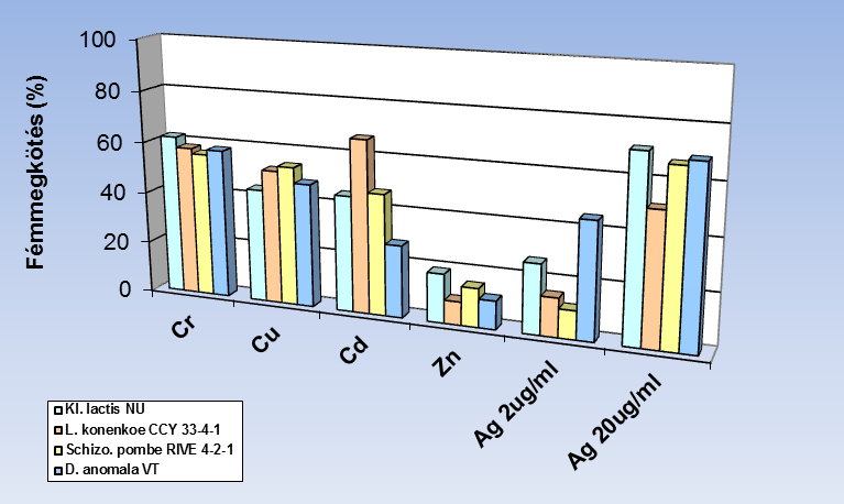 tapasztaltam a fém akkumulációban (26. táblázat és 35. ábra). Az ezüstöt valamennyi vizsgált faj törzsei 60% feletti hatékonysággal kötötték meg, ettől csak kissé volt gyengébb a króm akkumulációja.