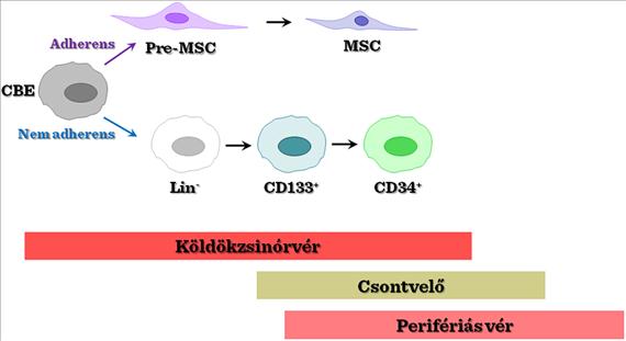 II-9. ábra: Köldökzsinórvér-őssejtek és magzati őssejtek II-10.