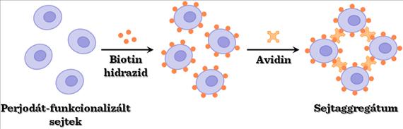 sikerült készíteni in vitro aggregációval. hesc-ek aggregációja lehetővé teszi a sejtek spontán differenciációját endodermális, mezodermális és ektodermális irányba.