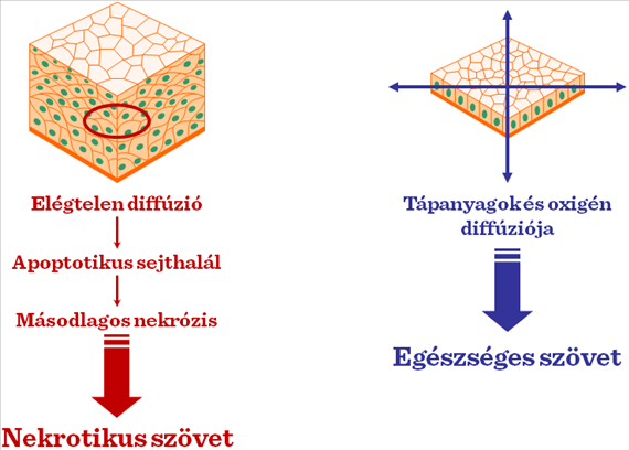 I-2. ábra: Kétdimenziós szövetkultúra Az egyrétegű ún. monolayer kultúrákban a sejtek közötti kapcsolatok lehetősége korlátozott.