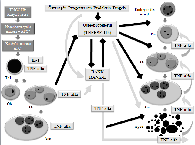 2. ábra Az otosclerosisban lejátszódó gyulladásos csontremodelláció etiopathogenetikai modellje.