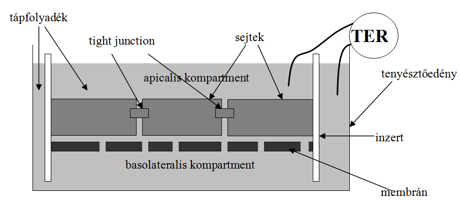 Az OTKA által támogatott, 76133 azonosító számú A bélhámsejtek oxidatív stressz okozta gyulladásának gátlása probiotikus tejsavbaktériumokkal: hatásmechanizmus és alkalmazhatóság