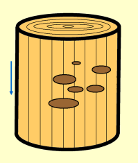 8.3.2.1. Párhuzamos, kör alakú, magános fúrások (4. tábla, 2. kép) 19 darab bioeróziós nyom kör alakú, amelyek magánosan, a famaradvány szálirányával párhuzamosan helyezkednek el.
