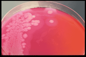 LAB068 Nutrient Broth E Olcsó, általános tápleves, amely anyagcsere szempontjából nem igényes szervezetek tenyésztésére alkalmas. Oktatási célokra felhasználható.