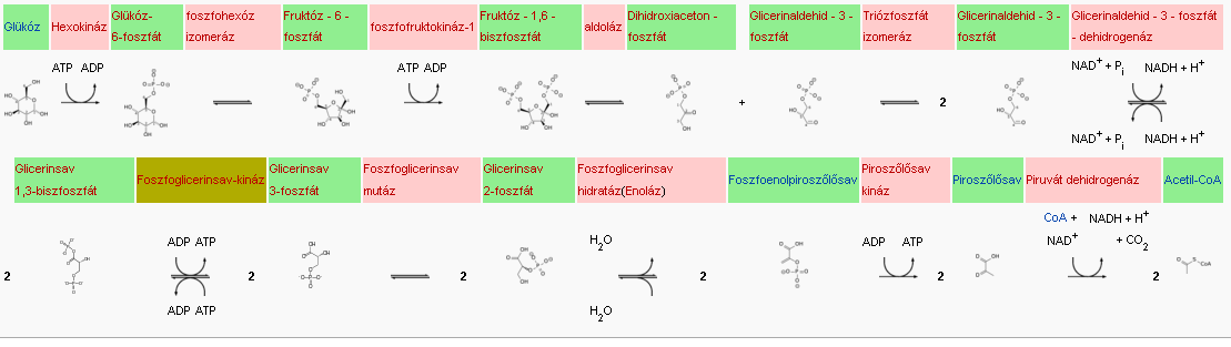 Citokróm C: 112 as (Rizs), 103-104 as (Gerincesek). A mitokondrium belső membr{n külső felén tal{lható. A Cyt C1-ről sz{llítja az elektront a Cyt C-oxid{zra. Irod.