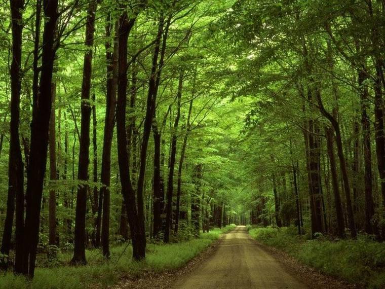 A legfontosabb cselekvési irányok: erdők szénmegkötése Rövidtávú cselekvési irányok A részletes feladatokat a Nemzeti Erdőtelepítési Programban és végrehajtási keretrendszerében célszerű részletesen