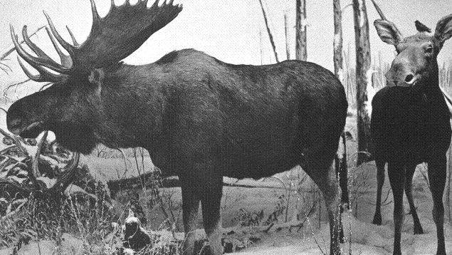 56 Igen, jól látod, a csörgőkígyó, mely veszedelmes jószág. Régebben elég sokszor okozott nagyon súlyos problémákat az útjukba került embereknek.