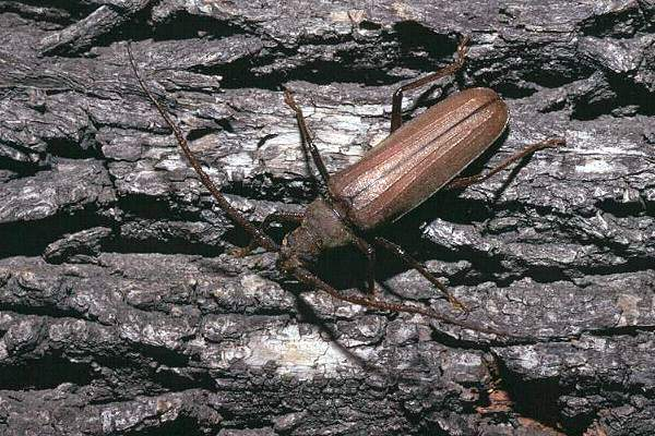 Diófa cincér Megopis scabricornis Vöröses v.