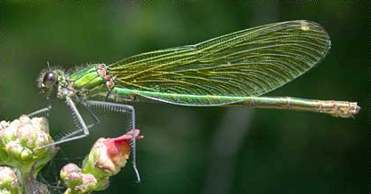 Tiszavirág Palingenia longicauda A legnagyobb európai kérészfaj Törzs: Altörzs: Osztály: Tagozat: Elsődlegesen szárnyasok Pterygota Rend: Kérészek Ephemeroptera Dunavirág Polymitarcis virgo Alig