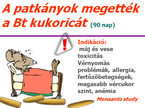 A patkányok megették a Bt kukoricát (90 nap) Indikáció: máj és vese toxicitás