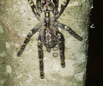 Poecilotheria ornata, Pocock Előfordulás: