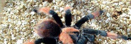 Brachypelma emilia, White