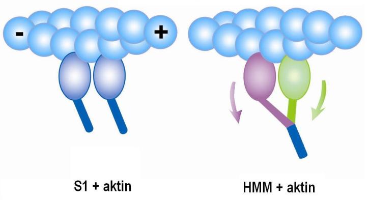 motor erőkar farok 2. Ábra: A miozin és fragmentumainak szerkezete Ennek mechanizmusa a következő.
