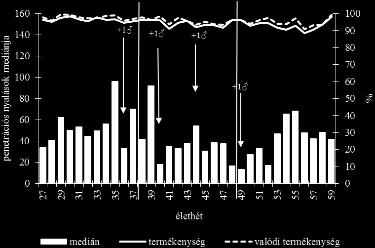 Az 5. csoportban, ahol növeltük a kakasok számát (11. ábra), a spermiumtranszport a 33. és 39 élethét között volt a legintenzívebb, 96-os maximális median értékkel. Az 1. és a 2.