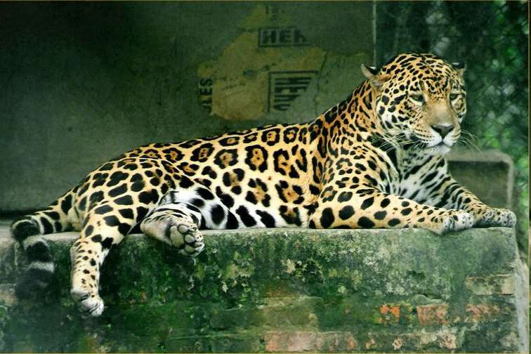 A jaguár Gerinces, emlős, macskaféle ragadozó A