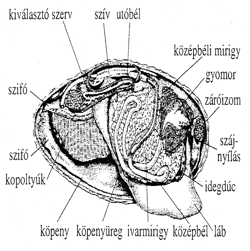 Kagylók 2.