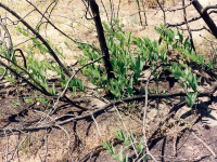 20. Évelı növények: (Agropyron repens,alkanna tinctoria, Alyssum tortuosum, Andropogon ischaemum, Artemisia campestre, Asclepias syriaca, Calamagrostis epigeios, Coronilla varia, Cynodon dactylon,