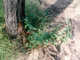 31. sz. kép: Homokpusztai növények felújulása.