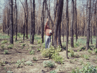 Nemesnyár (Populus euramericana): Az ültetett vagy magról kelt nemesnyár, égés hatására erıteljesen sarjazhat. Növekedésük, termıhelytıl függıen erıteljes lehet még a 4., 5. évben is.