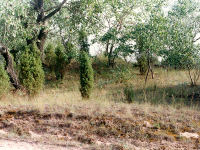 kép: Az égett borókák közelében élı növények talaj feletti része elpusztult fehérnyár és kökény