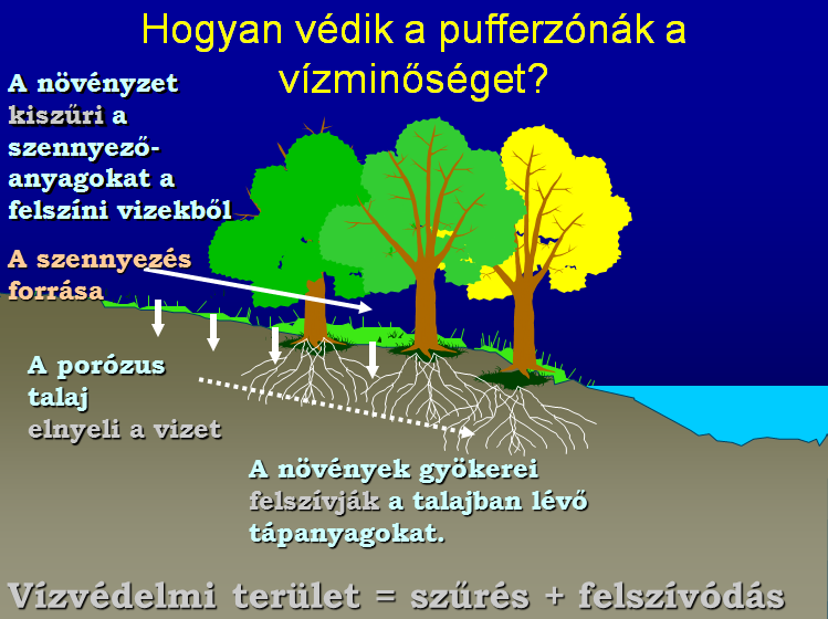 Épített gyökérzónás szennyvíztisztítók 27 Erózió szabályozás A lombok, ágak, indák felfogják az esőcseppeket és elosztják az esőcseppek energiáját A gyökérzet fizikálisan megköti és visszatartja a