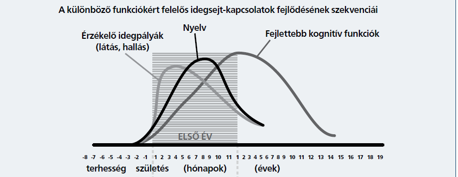 1. ábra Az agy fejlődésének érzékeny korai szakaszai Forrás: Charles A. Nelson, University of Minnesota In: Schonkoff és Phillips (2004): From neurons to Neighborhood.