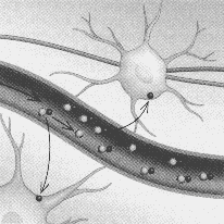 A FUNKCIONÁLIS MR ALAPELVE (BOLD) Fokozott agyműködés neuronok oxigénigénye megnő nagyobb mértékben fokozódik a