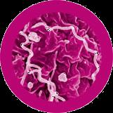 Chlamydia Salmonella Staphylococcus Streptococcus Max. méret (nm)... 1000 Fajok száma... Az emberre veszélyes... 3 37 Az ember számára hasznos 1 Antibiotikum-rezisztencia... 5.