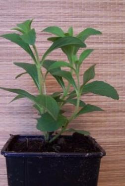 A Stevia növény szárított levele.