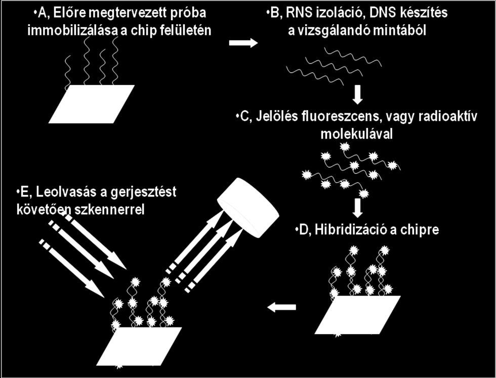 4. ábra: A microarray-ek működési elve. A target génekkel komplementer próbákat szilárd hordozó mátrixon rögzítik. Ehhez hibridizálják a vizsgálni kívánt mintából származó, jelölt cdns-eket.