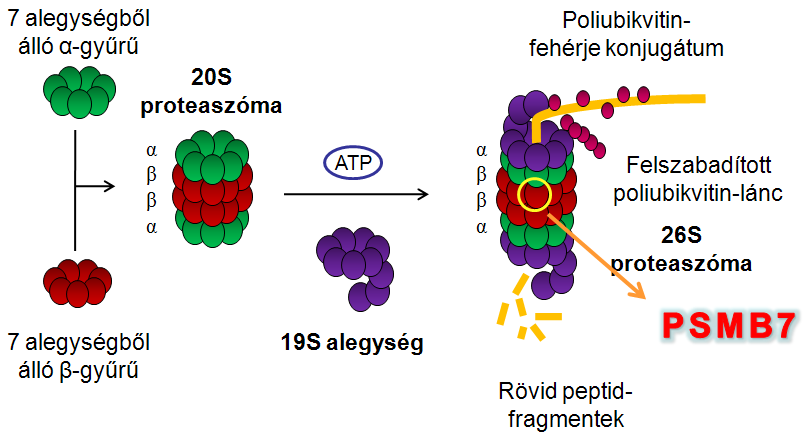 7. Proteaszóma A 26S proteaszóma az eukarióta sejtek magjában és citoplazmájában magas koncentrációban megtalálhatók; feladatuk a sérült és szükségtelenné vált fehérjék lebontása.