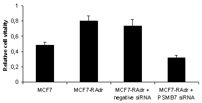 Relatív sejtvitalitás p=0,42 p<0,001 p<0,001 MCF-7 MCF-7-RAdr MCF-7-RAdr + scsirns MCF-7-RAdr + PSMB7 sirns 19. ábra: A PSMB7 gén csendesítésének hatása a doxorubicin-rezisztens MCF-7-RAdr sejtekre.