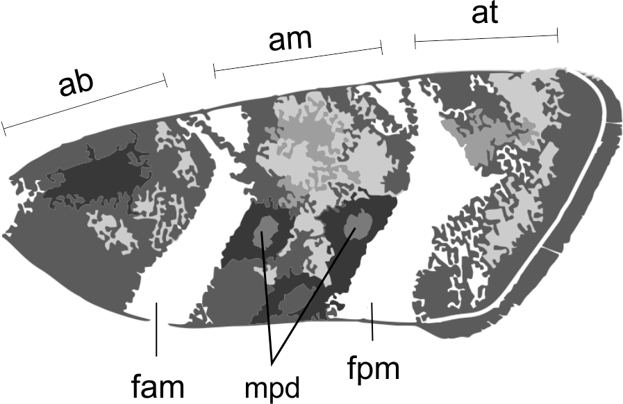 Microlepidoptera.hu 8 (2015) 5 1-2. ábra. A fej oldalnézetben: 1) Prochoreutis sp. 2) Choreutis sp. (Eredeti) Figures 1-2. Head in lateral view: 1) Prochoreutis sp. 2) Choreutis sp. (Original) 1 2 3.