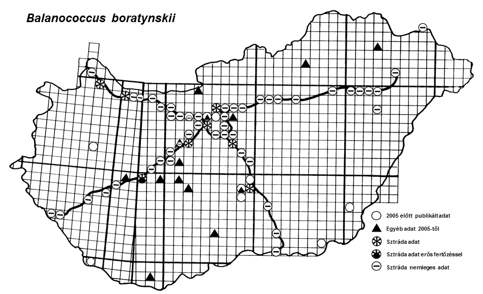 54. ábra: Balanococcus