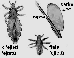 Allergiaszőrés az Egészségházban Várjuk szeretettel szőrıvizsgálatunkra, amennyiben úgy érzi, hogy valamilyen allergiás megbetegedése van, vagy a lejárt javaslatát szeretné megújítani. Idıpont: 2009.