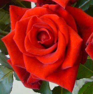 3.2.2. Rózsa fajták 3.2.2.1. Rosa x hybrida Happy Hour Nagyvirágú, középpiros színű, lassú nyílású teahibrid fajta, melynek átlagos vázaélettartama: 8-12 nap. (Internet 13.: Michigan Roses, 2012) (11.