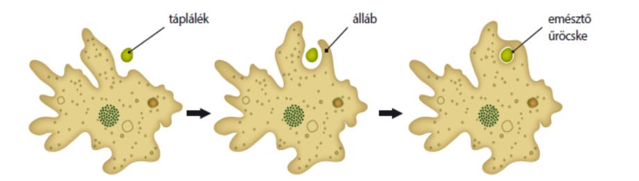 2. Az amőba táplálékfelvétele Anyagok, eszközök: amőbatenyészet, szemcseppentő, tápanyag-szuszpenzió, tárgylemez, festék-szuszpenzió, mikroszkóp Az állábakkal történő bekebelezés vizsgálatára méretei