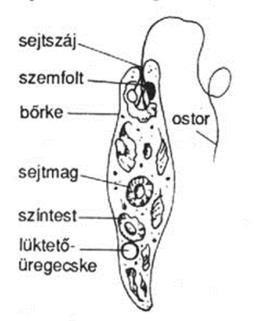 Bevezető kérdések 1. Mi a különbség egy prokarióta és egy eukarióta egysejtű között? Prokarióták: Sejtmaggal nem rendelkeznek.