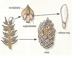 A nyitvatermők nevüket onnan kapták, hogy magkezdeményeik szabadon fejlődnek a termőleveleken, ezért még nincs termésük. 2.