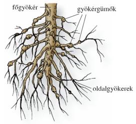 felszívja a gyökérszőrök segítségével a vizet és a benne oldott ásványi sókat, majd továbbítja az oldatot a szár felé, tartalék tápanyagokat raktározhat.