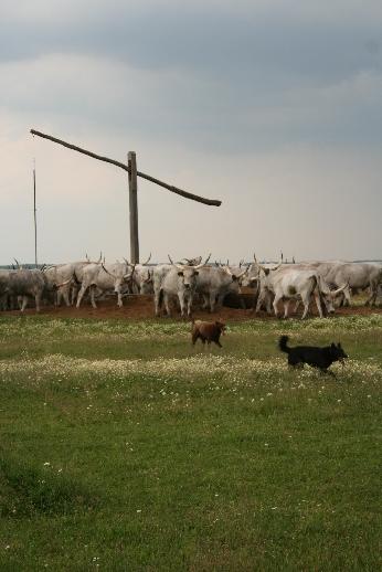 Természet Általános értelmű természet fogalmunk magában foglal mindent ami az embertől függetlenül jött létre, alakult ki, ill. létezik a Földön.