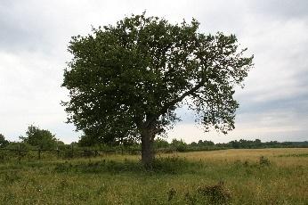 A természetvédelem formái A természeti értékek általános védelme Túlmutat a különleges természeti értékek kiemelt oltalmán. Célja a természet egészének általános védelme.