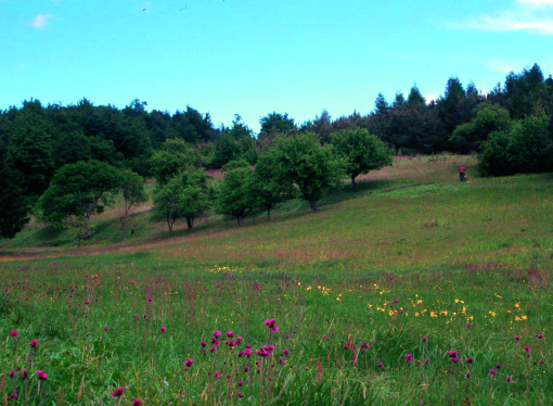 10. ÉGIG ÉRÕ TANTEREM (HU 011002-20) Hosszú távon a turistáktól származó jövedelembõl a helyi lakosság és a természetvédelem is részesedik.