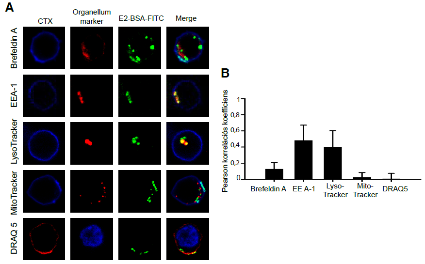 4.8. Internalizáció után az E2-BSA-FITC a lizoszómákba kerül A továbbiakban megvizsgáltuk, hogy a ligandumot kötött mer a sejt belsejében hova kerül az internalizáció után.