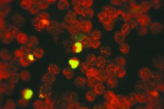 A konjugátumhoz EVANS BLUE sejtek fehérjéinek jelölésére alkalmas festéket adunk, így a citoplazma