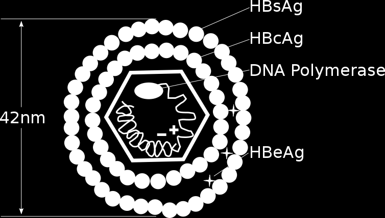 HBV fertőzés szerológiai diagnózisa HBsAg + HBeAg + Anti-HBcIgM + HBV DNS