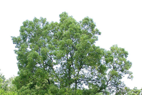A MAGYAR KİRIS (FRAXINUS ANGUSTIFOLIA VAHL SUBSP. DANUBIALIS POUZAR) BOTANIKAI JELLEMZÉS Nevezéktana A magyar ( barnarügyő, lapályi, szlavón, pannon ) kıris (Fraxinus angustifolia subsp.